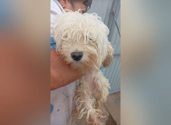 Loraine-Lili – das kleine Maltipoo-Wölkchen auf der Suche nach ihrem ersten eigenen Zuhause 