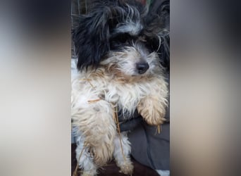 Pötyi2 PP– Maltipoowelpin sucht Kuschelkörbchen