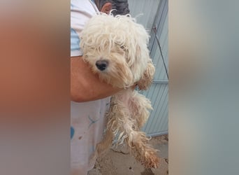 Loraine-Lili – das kleine Maltipoo-Wölkchen auf der Suche nach ihrem ersten eigenen Zuhause 