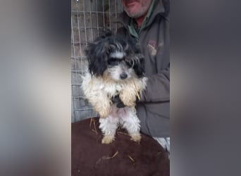 Pötyi2 PP– Maltipoowelpin sucht Kuschelkörbchen