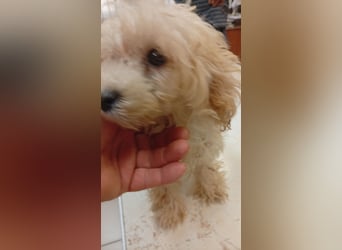 Baba, zuckersüßes Maltipoo Welpenmädchen geb. 05/2026