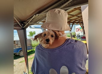 Alamuszi, süße. kleine Maltipoo Hündin geb, 09/2022