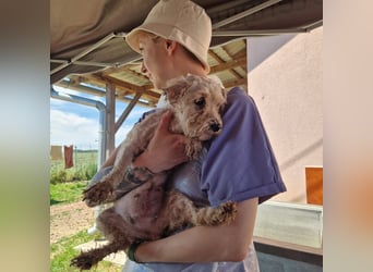 Alamuszi, süße. kleine Maltipoo Hündin geb, 09/2022