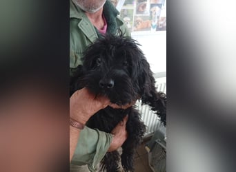 Makacs, süßer Maltipoo Welpe, geb. 05/2026
