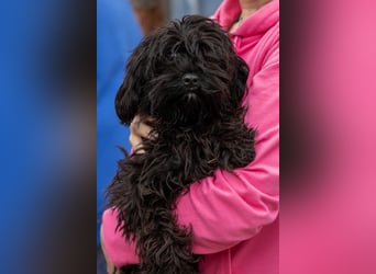 Muris, süßes Maltipoo Mädchen geb. 05/2026