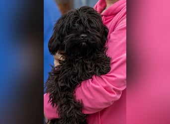 Muris, süßes Maltipoo Mädchen geb. 05/2026