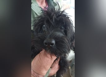 Makacs, süßer Maltipoo Welpe, geb. 05/2026