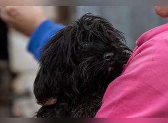 Muris, süßes Maltipoo Mädchen geb. 05/2026