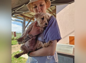 Alamuszi, süße. kleine Maltipoo Hündin geb, 09/2022