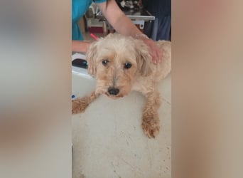 Alamuszi, süße. kleine Maltipoo Hündin geb, 09/2022