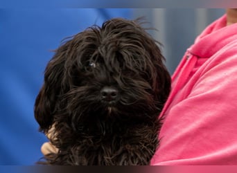 Muris, süßes Maltipoo Mädchen geb. 05/2026