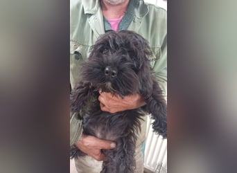 Makacs, süßer Maltipoo Welpe, geb. 05/2026