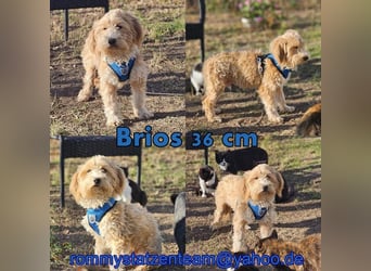 Brios wurde als Spielzeug angeschafft