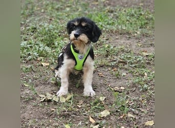 Cutie - ein zartes sensibles Hundemädel