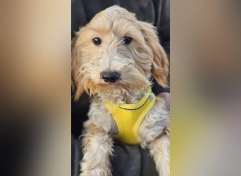 Brios wurde als Spielzeug angeschafft