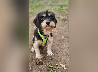 Cutie - ein zartes sensibles Hundemädel