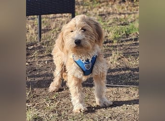 Brios wurde als Spielzeug angeschafft