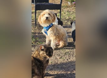 Brios wurde als Spielzeug angeschafft