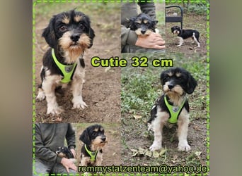 Cutie - ein zartes sensibles Hundemädel