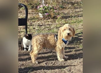 Brios wurde als Spielzeug angeschafft