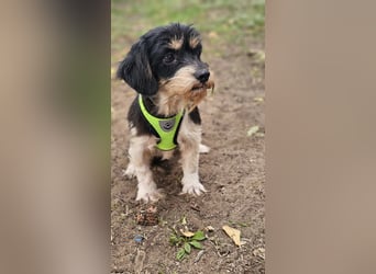 Cutie - ein zartes sensibles Hundemädel