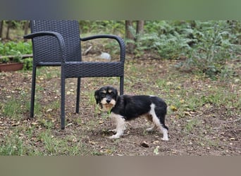 Cutie - ein zartes sensibles Hundemädel