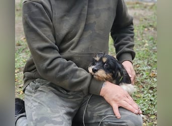 Cutie - ein zartes sensibles Hundemädel