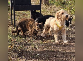 Brios wurde als Spielzeug angeschafft