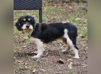 Cutie - ein zartes sensibles Hundemädel