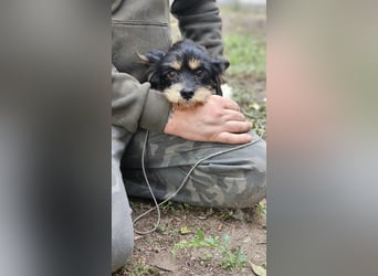 Cutie - ein zartes sensibles Hundemädel