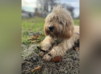 G'USTAV sucht ein ruhiges zuhause