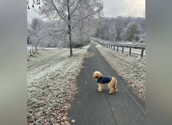 G'USTAV sucht ein ruhiges zuhause