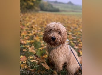 G'USTAV sucht ein ruhiges zuhause