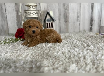 Maltipoo Welpen kleine Herzensbrecher suchen ihr Zuhause