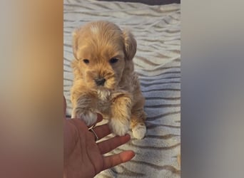 Seltenheit : Asiatische Maltipoo Teddybär Welpen