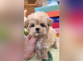 Seltenheit : Asiatische Maltipoo Teddybär Welpen