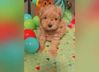 Seltenheit : Asiatische Maltipoo Teddybär Welpen