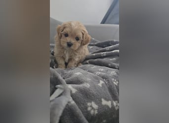 Seltenheit : Asiatische Maltipoo Teddybär Welpen