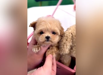 Seltenheit : Asiatische Maltipoo Teddybär Welpen