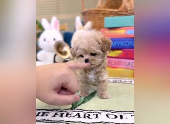 Seltenheit : Asiatische Maltipoo Teddybär Welpen