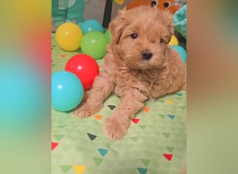 Seltenheit : Asiatische Maltipoo Teddybär Welpen