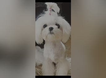Seltenheit : Asiatische Maltipoo Teddybär Welpen