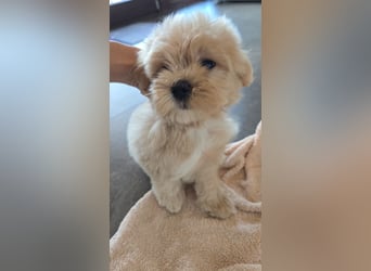 Seltenheit : Asiatische Maltipoo Teddybär Welpen