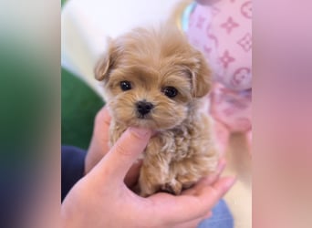 Seltenheit : Asiatische Maltipoo Teddybär Welpen