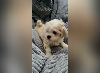 Seltenheit : Asiatische Maltipoo Teddybär Welpen