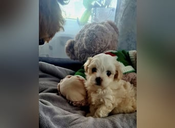 Seltenheit : Asiatische Maltipoo Teddybär Welpen
