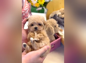 Seltenheit : Asiatische Maltipoo Teddybär Welpen