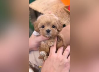 Seltenheit : Asiatische Maltipoo Teddybär Welpen