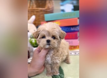 Seltenheit : Asiatische Maltipoo Teddybär Welpen