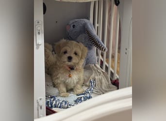 Ab SOFORT: Maltipoo Teddybären Welpen
